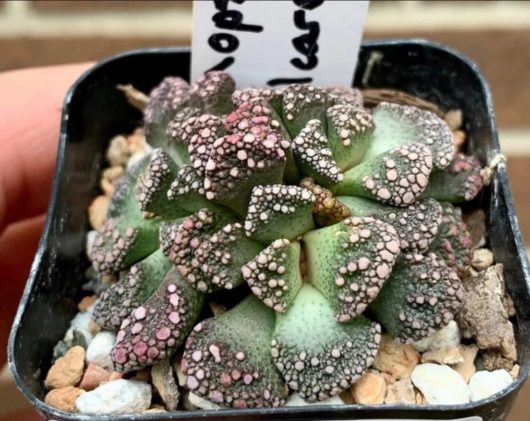 Titanopsis CALCAREA ENKELE KOPPIE