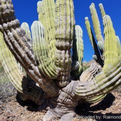 Pachycereus PRINGLEI