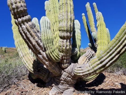 Pachycereus PRINGLEI