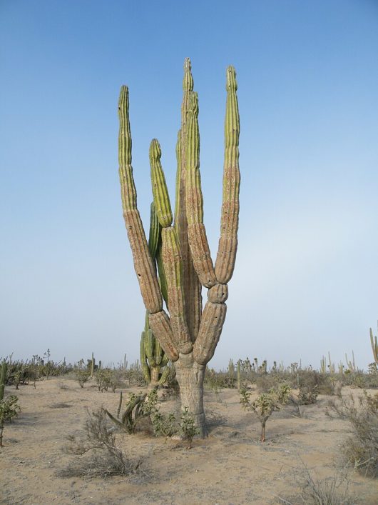 Pachycereus PRINGLEI