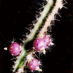 Pfeiffera GRACILIS