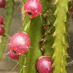 Pfeiffera MATARALENSIS