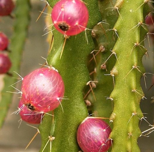 Pfeiffera MATARALENSIS