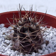 Pyrrhocactus BISII JS 227