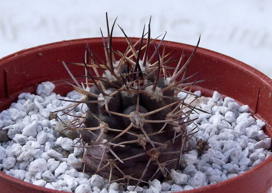 Pyrrhocactus BISII JS 227