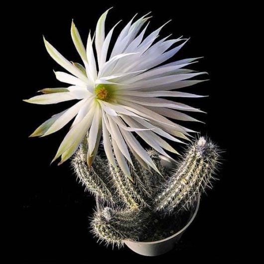 Setiechinopsis MIRABILIS