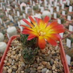 Sulcorebutia TARABUCOENSIS VZ 45