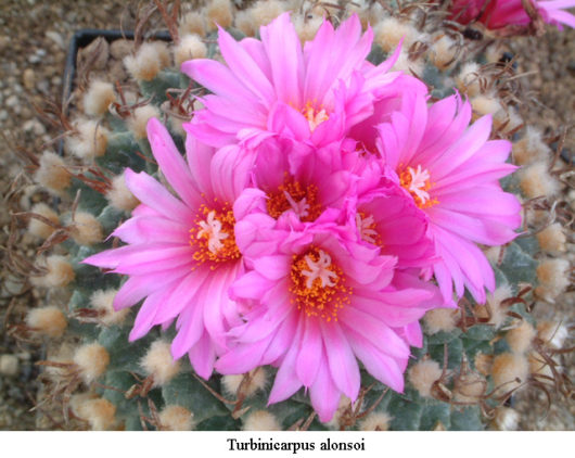 Turbinicarpus ALONSOI