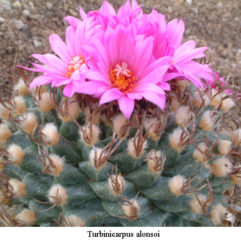 Turbinicarpus ALONSOI