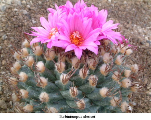 Turbinicarpus ALONSOI