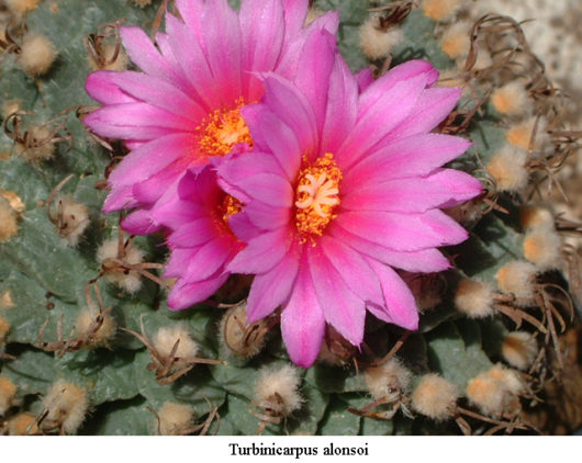 Turbinicarpus ALONSOI