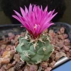 Turbinicarpus ALONSOI PP859