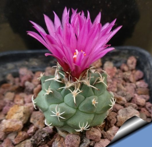 Turbinicarpus ALONSOI PP859