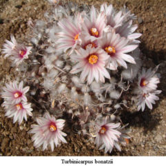 Turbinicarpus BONATZII