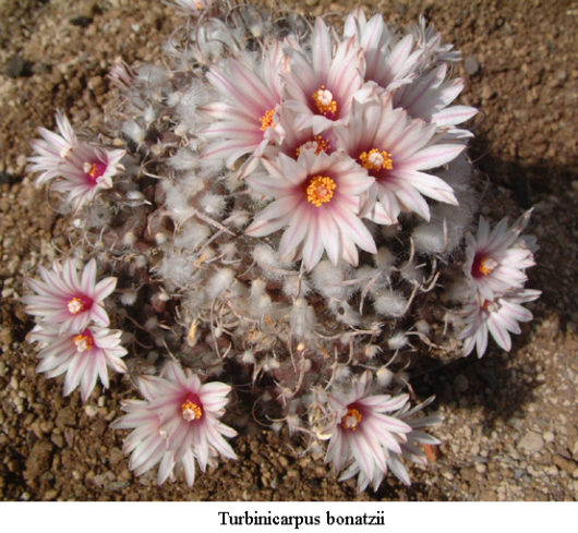 Turbinicarpus BONATZII