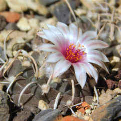 Turbinicarpus BONATZII MZ 587