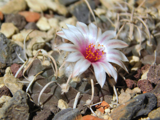 Turbinicarpus BONATZII MZ 587