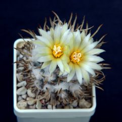 Turbinicarpus FLAVIFLORUS TCG 13001