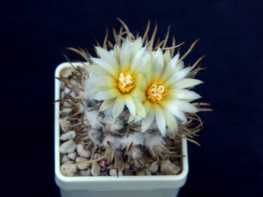 Turbinicarpus FLAVIFLORUS TCG 13001