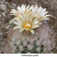 Turbinicarpus GRACILIS