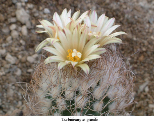 Turbinicarpus GRACILIS