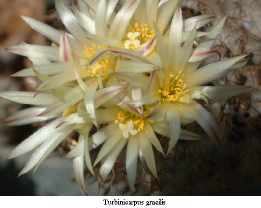 Turbinicarpus GRACILIS