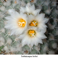 Turbinicarpus HOFERI