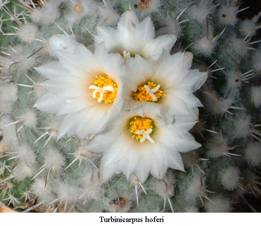 Turbinicarpus HOFERI