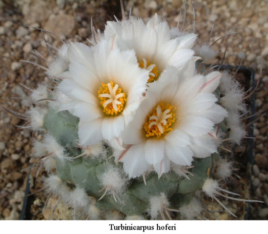 Turbinicarpus HOFERI