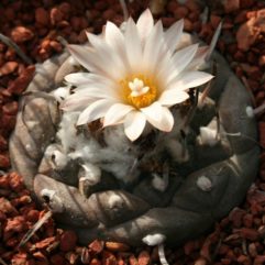 Turbinicarpus JAUERNIGII PP 190