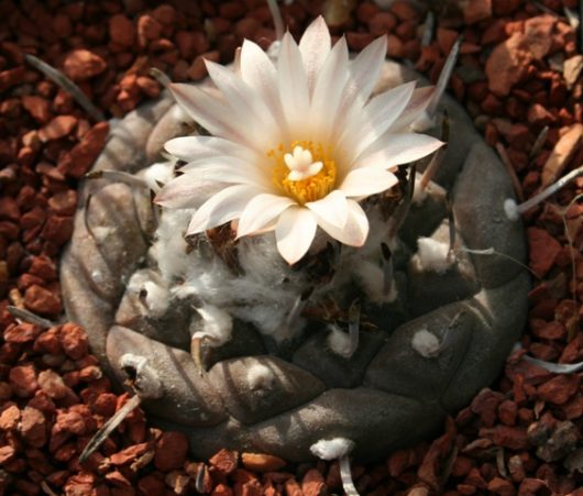 Turbinicarpus JAUERNIGII PP 190