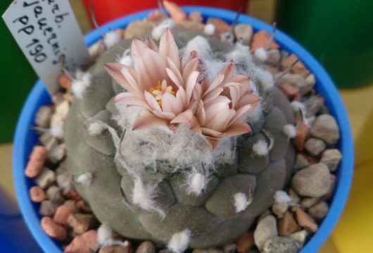 Turbinicarpus JAUERNIGII PP 190