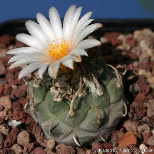 Turbinicarpus KLINKERIANUS