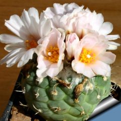 Turbinicarpus LOPHOPHOROIDES