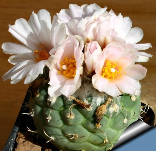 Turbinicarpus LOPHOPHOROIDES