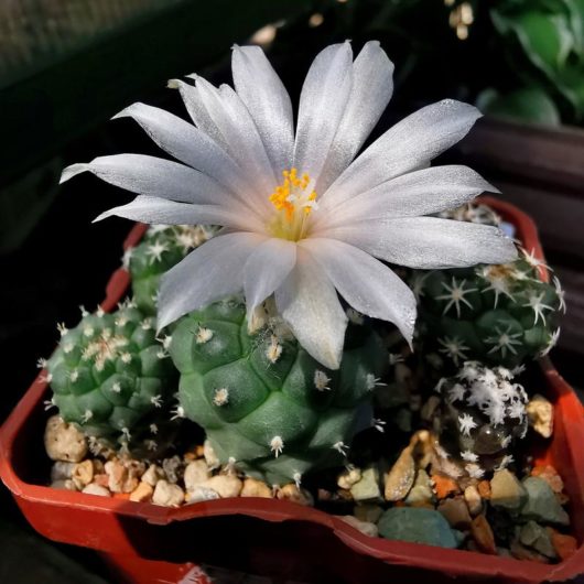 Turbinicarpus LOPHOPHOROIDES PP 207