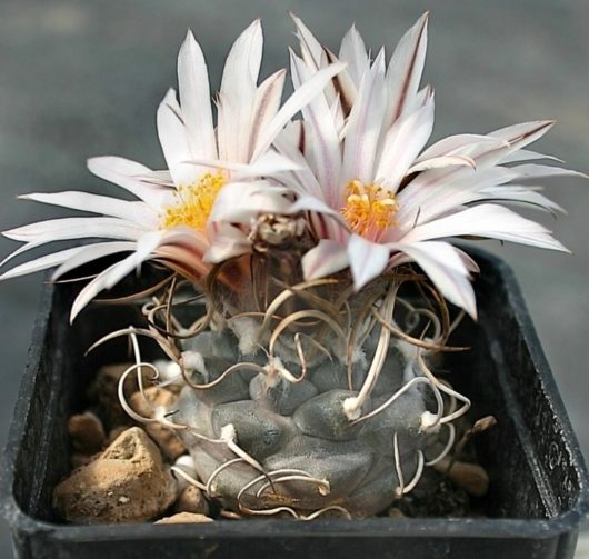 Turbinicarpus MACROCHELE