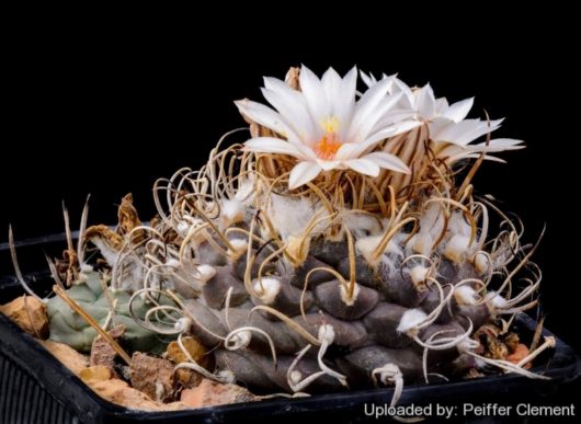 Turbinicarpus MACROCHELE