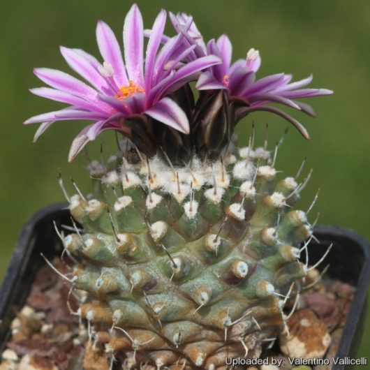 Turbinicarpus MOMBERGERI