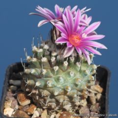 Turbinicarpus MOMBERGERI