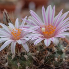 Turbinicarpus PSEUDOMACROCHELE SB 1049