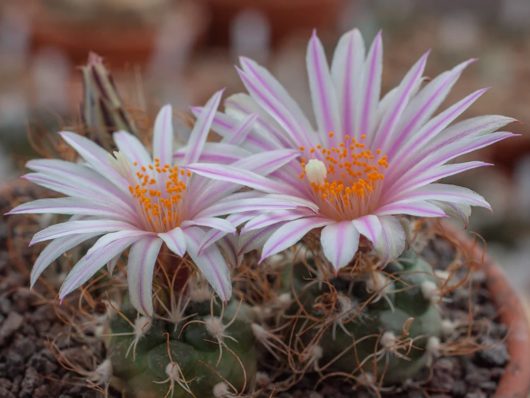 Turbinicarpus PSEUDOMACROCHELE SB 1049