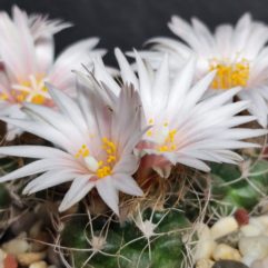 Turbinicarpus PSEUDOMACROCHELE v. ALENAE Rog 199