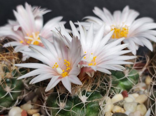 Turbinicarpus PSEUDOMACROCHELE v. ALENAE Rog 199