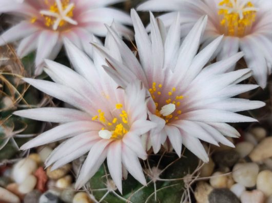 Turbinicarpus PSEUDOMACROCHELE v. ALENAE Rog 199