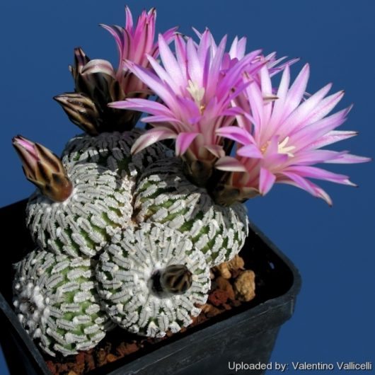 Turbinicarpus PSEUDOPECTINATUS