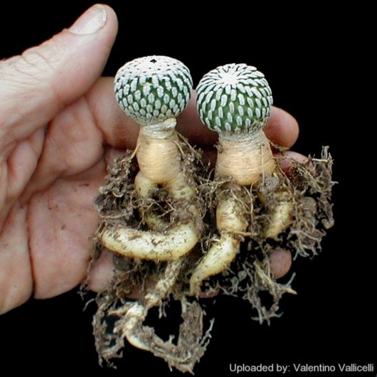 Turbinicarpus PSEUDOPECTINATUS