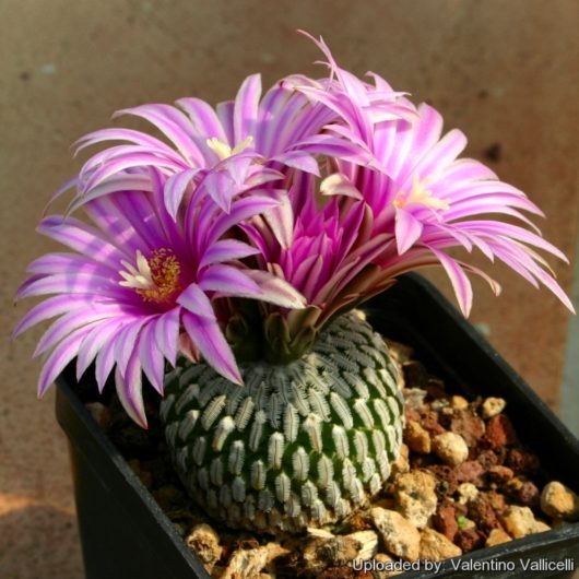 Turbinicarpus PSEUDOPECTINATUS