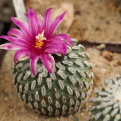 Turbinicarpus PSEUDOPECTINATUS ssp. JARMILAE MK 40.315