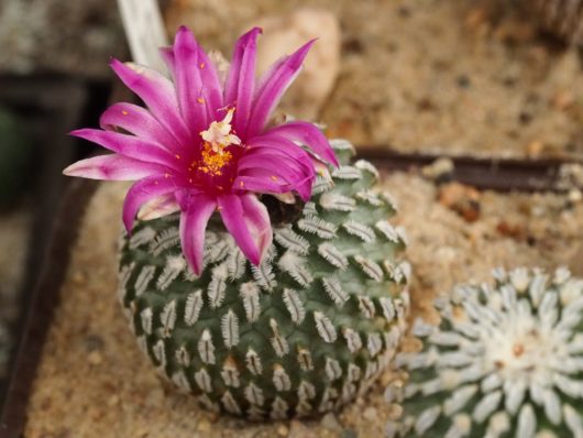 Turbinicarpus PSEUDOPECTINATUS ssp. JARMILAE MK 40.315